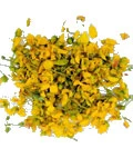 senna-auriculata-supranail-ingredient